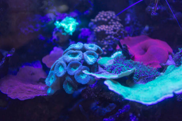 istock Glowing coral species in a fish tank 1290101689