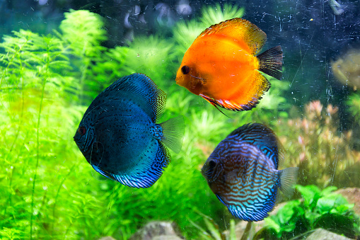 Colourful ornamental freshwater discus fish (Symphysodon) in an aquarium