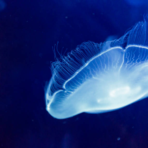 primo piatto di meduse lunari traslucide in un acquario - phosphorescence foto e immagini stock