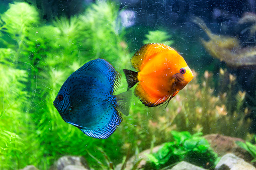 Colourful ornamental freshwater discus fish (Symphysodon) in an aquarium