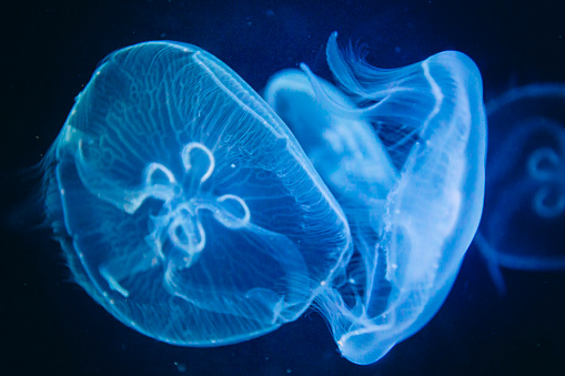 Close-up of translucent Moon Jellyfish in a fish tank