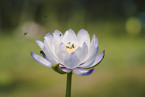 Lotus flower blooming in  pond and bee.