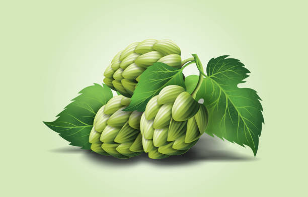 vector realistic beer green hop cones, leaves with stem. Isolated illustration on a color background. vector realistic beer green hop cones, leaves with stem. Isolated illustration on a color background. Popular alcohol drink, brewery industry floral symbol hops crop illustrations stock illustrations