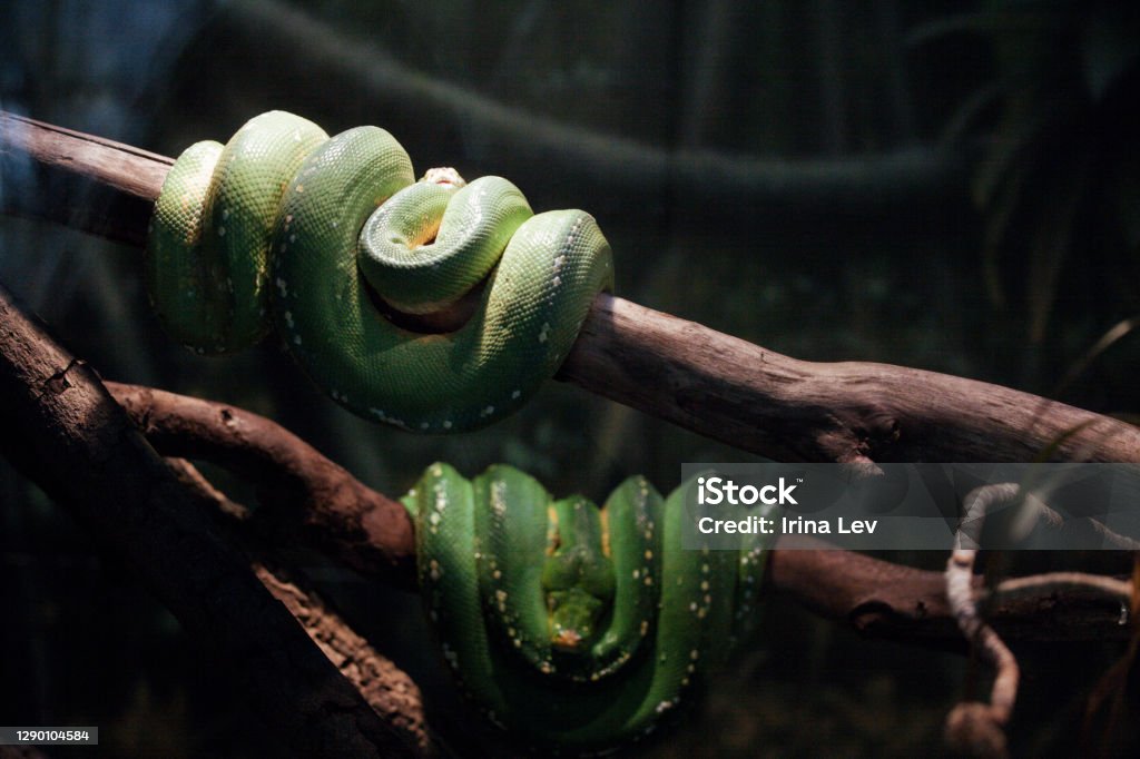 Green Tree Python Sleeping On The Tree Branch Stock Photo - Download ...