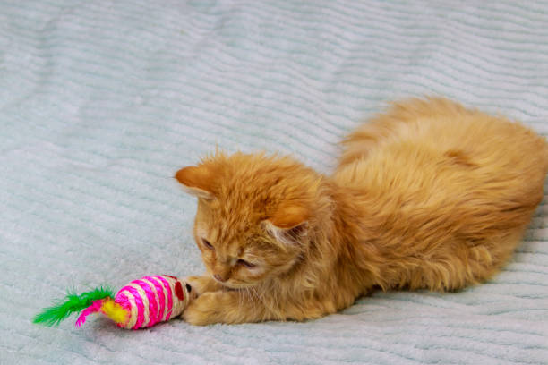 istock Ginger kitten playing with a toy on a bed 1290104677