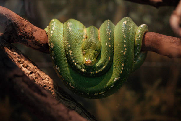 pitone albero verde che dorme sul ramo dell'albero - green tree python foto e immagini stock