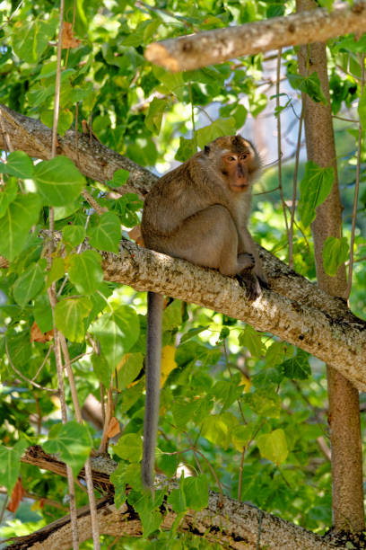 istock The macaques in the tree - Koh Aleil Island - Thailand 1290105196