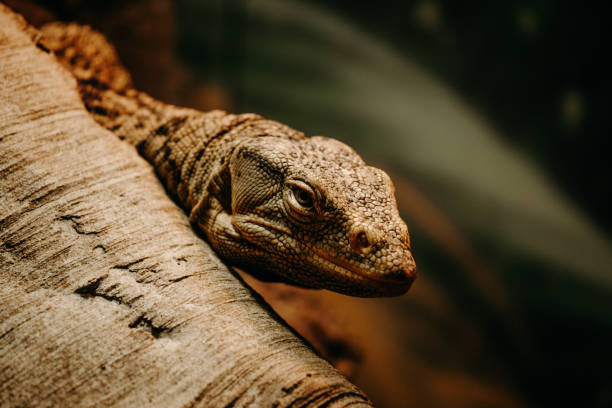 istock Macro of lizard's head and face 1290105490