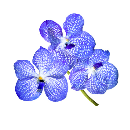 Wanda, the only natural blue orchid flower in the world, isolated on white background