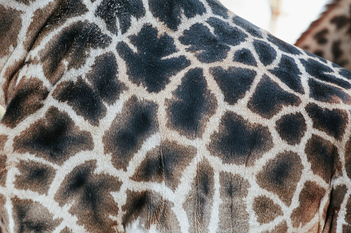 Giraffe skin spots close up. Animalistic texture of giraffe's coat