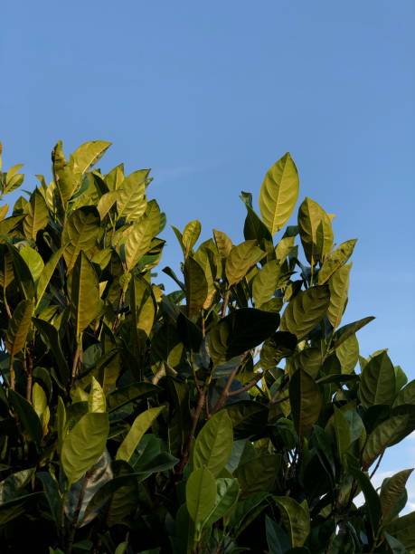 istock Golden light shinning on a tree with blue sky background 1290107805