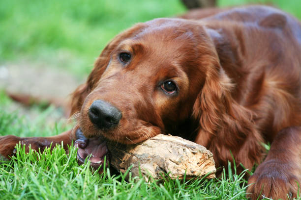 Happy pet dog puppy chewing a wooden stick Cute happy irish setter pet dog puppy chewing a wooden stick in the grass irish setter stock pictures, royalty-free photos & images