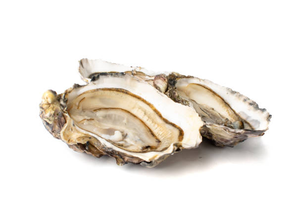 istock Fresh Opened Oyster Isolated on White Background. 1290113205