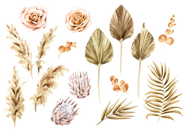 illustrations, cliparts, dessins animés et icônes de boho fleurs séchées et feuilles de palmier ensemble. illustration dessinée à la main d’aquarelle d’isolement sur le fond blanc - leaf dry backgrounds nobody