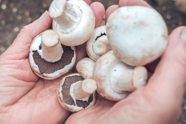 istock mushrooms in old woman's hands 1290116342