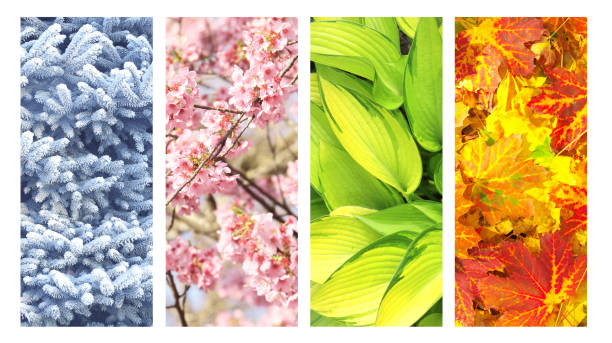 istock Four seasons of year 1290118632