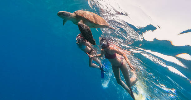 mare. una ragazza con una maschera subacquea nuota nel mare con una grande tartaruga. egitto. mar rosso. - turtle young animal beach sand foto e immagini stock