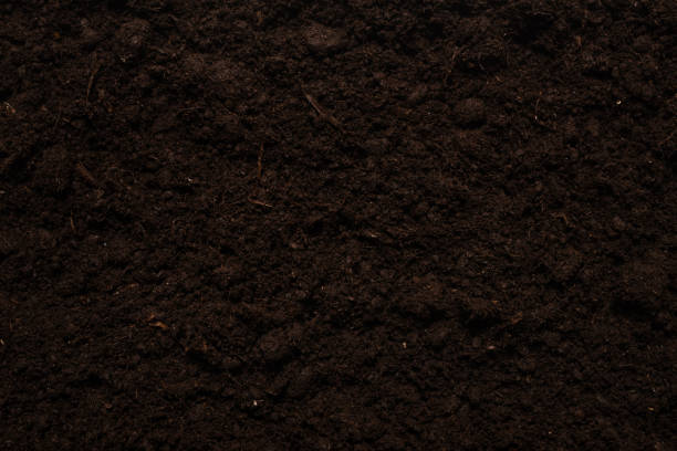 istock Black land for plant background. 1290119682