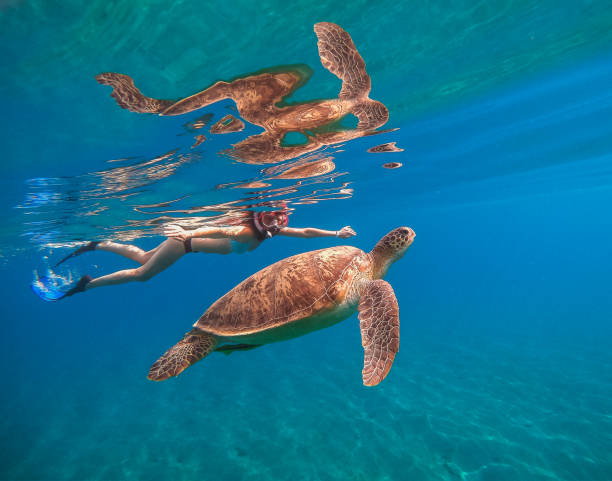 mar. una chica con una máscara submarina nada en el mar con una tortuga grande. egipto. mar rojo. - turtle young animal beach sand fotografías e imágenes de stock