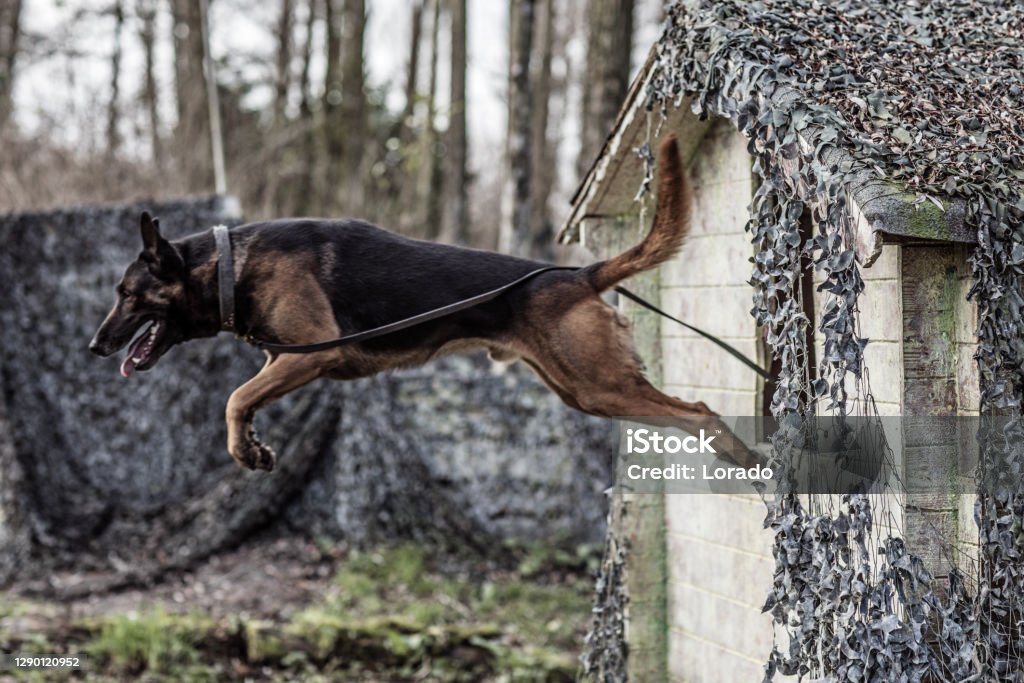 Action shot of pedigree pure breed dog in a military location Portrait of pedigree pure breed dog in a military location Guard Dog Stock Photo