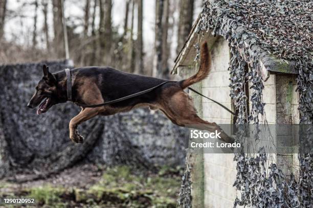 Action Shot Of Pedigree Pure Breed Dog In A Military Location Stock Photo - Download Image Now