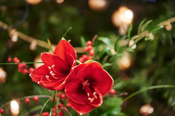 Bouquet of red Amaryllis (Amaryllidaceae), plant genus St. Joseph's lilies (Hippeastrum), in front of unfocussed lamps.