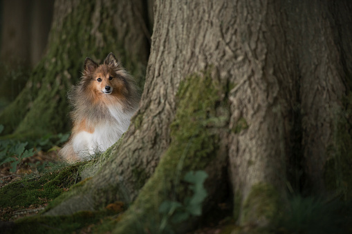 Cute shetland sheepdog sitting hiding between trees covered with moss in a green surrounding