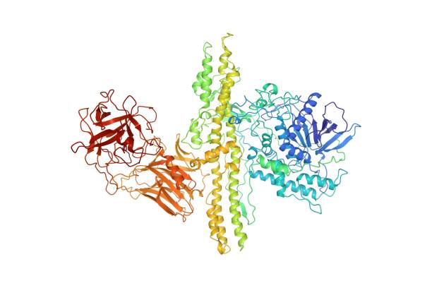 structure du sérotype de neurotoxine de botulinum a, modèle 3d de dessin animé - serotype photos et images de collection