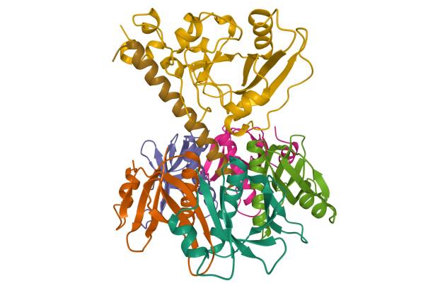 istock Structure of E. coli enterotoxin IIB, 3D cartoon model 1290121452
