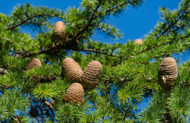 Close-up of ripe brown cones and green needles of Himalayan cedar (Cedrus Deodara, Deodar) growing in resort city center of Sochi Close-up of ripe brown cones and green needles of Himalayan cedar (Cedrus Deodara, Deodar) growing in resort city center of Sochi sochi photos stock pictures, royalty-free photos & images