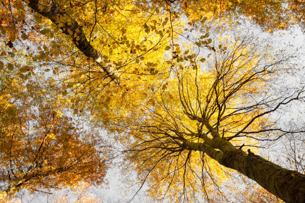 istock foliage inside an Italian forest at fall 1290122600