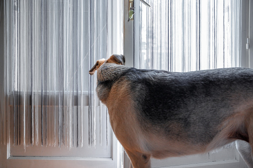 A mixed-breed brown greyhound senior dog is listening and looking outside through the half-open door