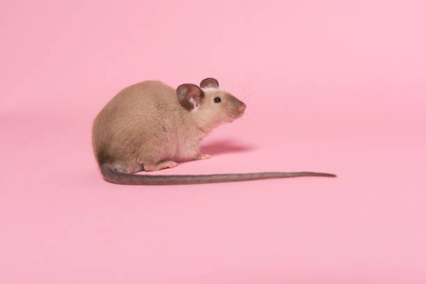 istock Cute tame house mouse seen from the side on a pink background 1290122648