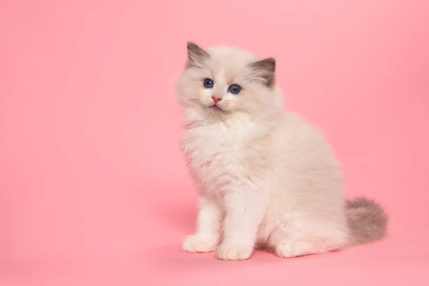 istock Cute ragdoll kitten with blue eyes  looking at the camera  sitting on a pink background seen from the side 1290122825