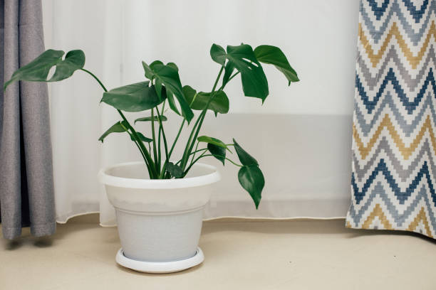 istock Monstera in a white pot in a home interior. Homemade plants. 1290122859