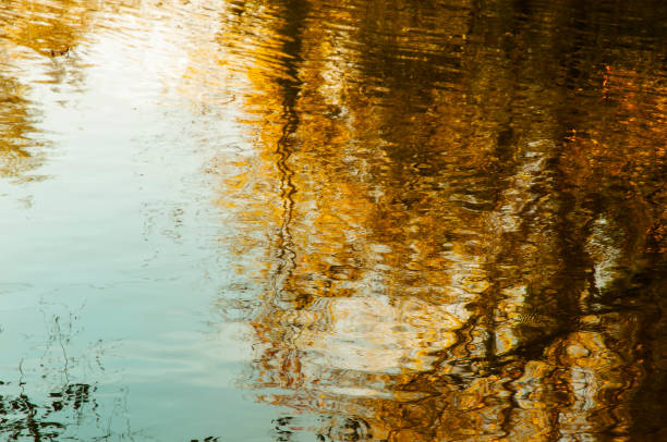 The abstract river. The nature. The water reflects