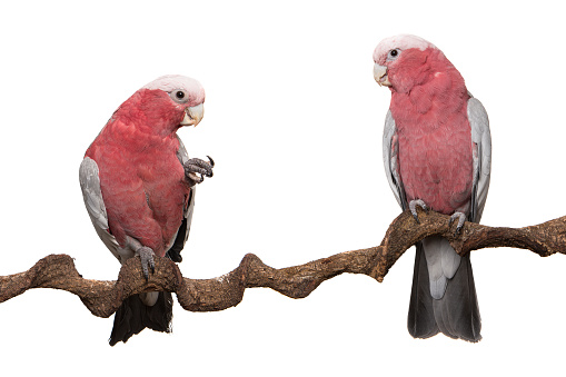 Two pink galah cockatoo birds, sitting on a branch isolated on a white background