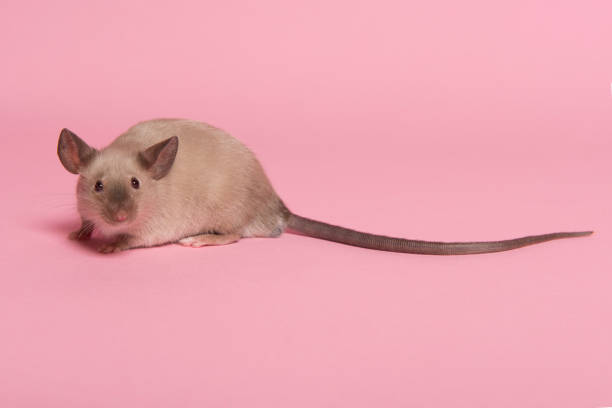 istock Cute tame house mouse with long tail seen from the side on a pink background 1290122975