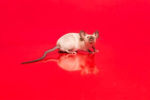 Cute tame house mouse seen from the side looking up on a red background with reflection