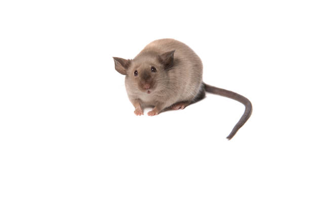 Cute tame house mouse isolated on a white background looking surprised at the camera