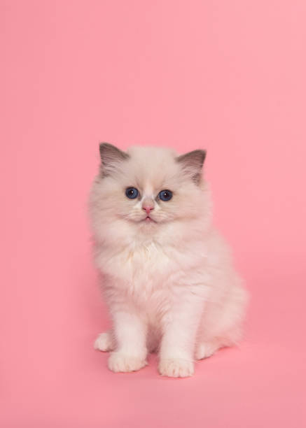 istock Cute ragdoll kitten with blue eyes  looking at the camera seen from the front sitting on a pink background 1290123206