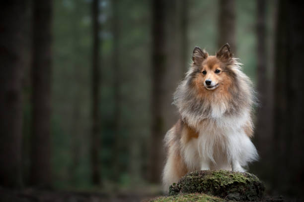 Sheltie on Dog Run near the student campus in Cracow.