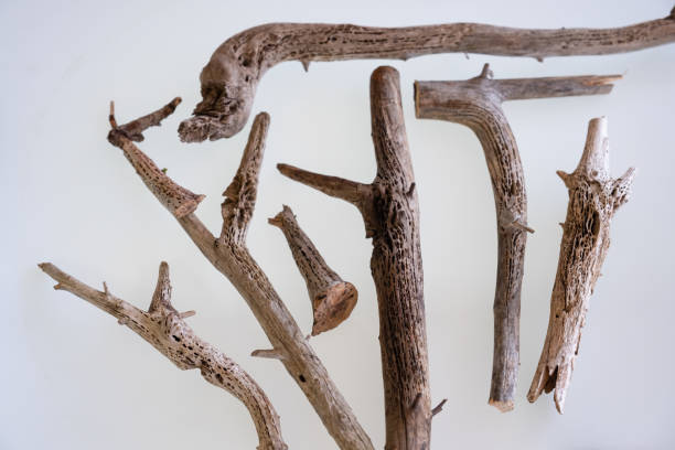 istock decorative and creative business ideas and designs from dead branches in nature 1290124256