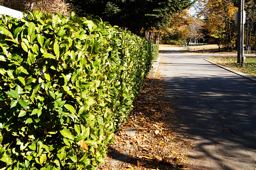 trimmed hedge of evergreen shrubs in autumn park.