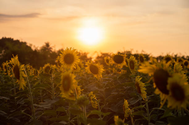 Sunflower field growing in plantation at sunset
