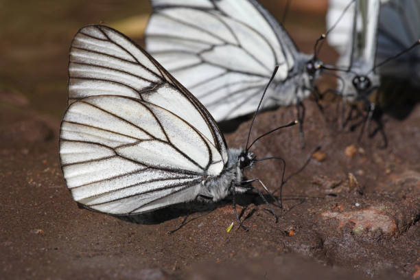 farfalla bianca dalle venature nere - black veined white butterfly foto e immagini stock