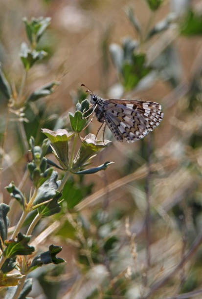 istock Yellow-banded Skipper butterfly 1290126761
