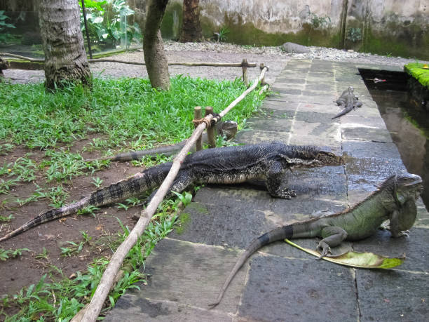 istock The Bird park at Bali Indonesia 1290126795