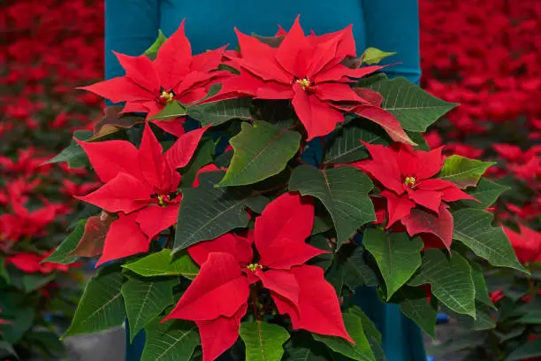 bouquet of red poinsettia flowers, otherwise called the christmas star or bartholomew star, in women's hands against the background of a plantation of other such plants