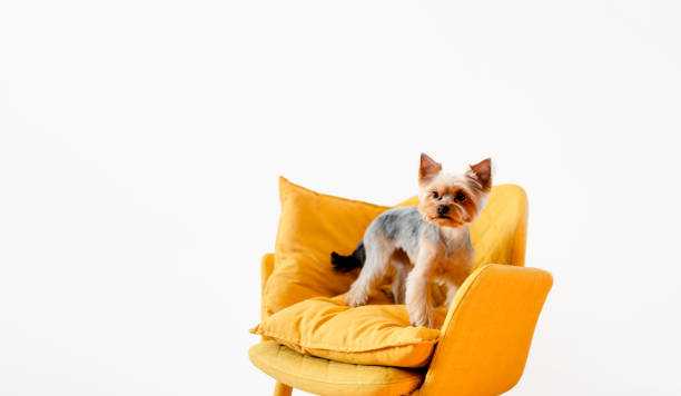 istock Cute little yorkshire sitting and playing at home. Top horizontal view copyspace. Taking care concept 1290128462